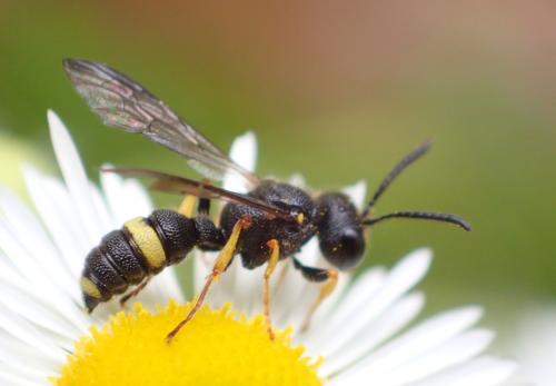 Réf. 262 092 : Cerceris rybyensis